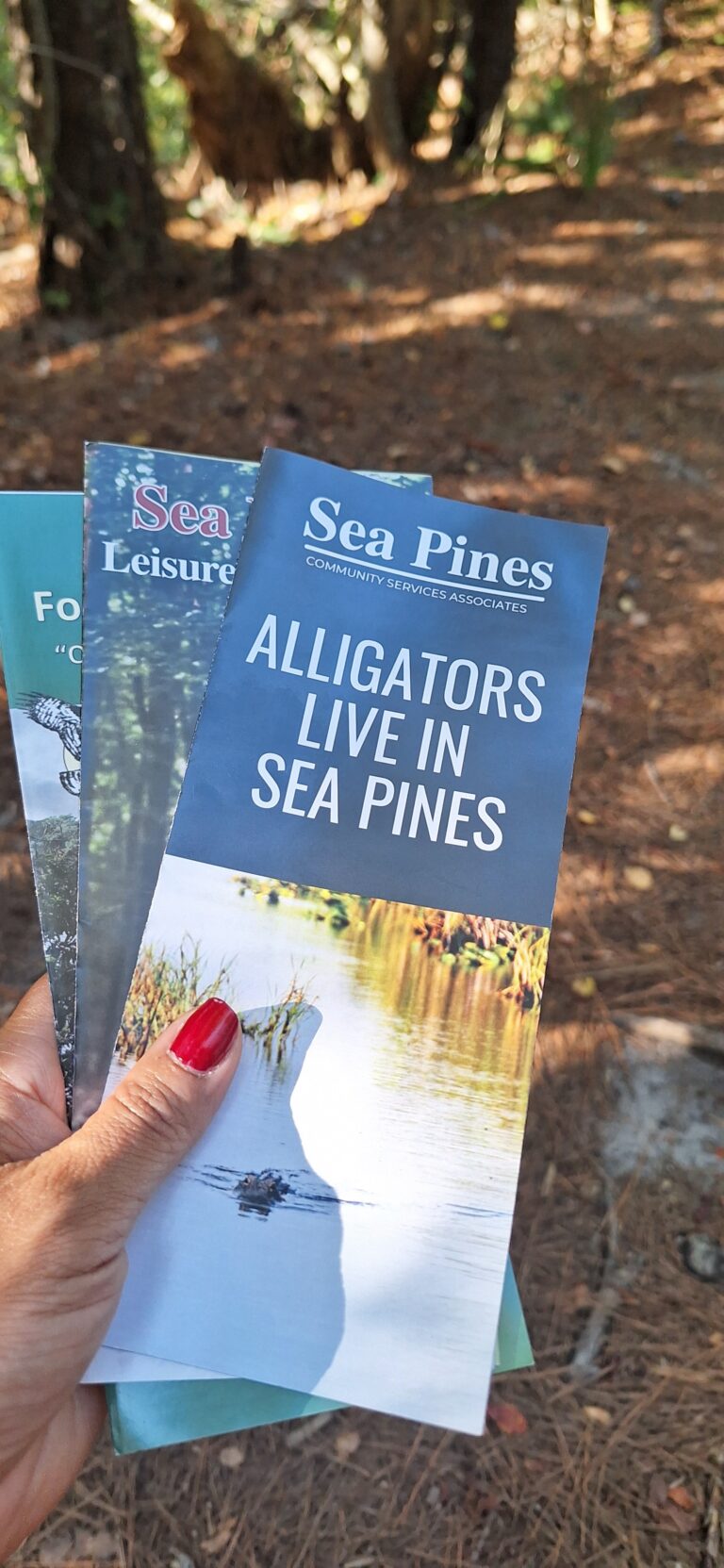 10 Reasons Beach Lovers Need to Hike the Sea Pines Forest at Hilton Head