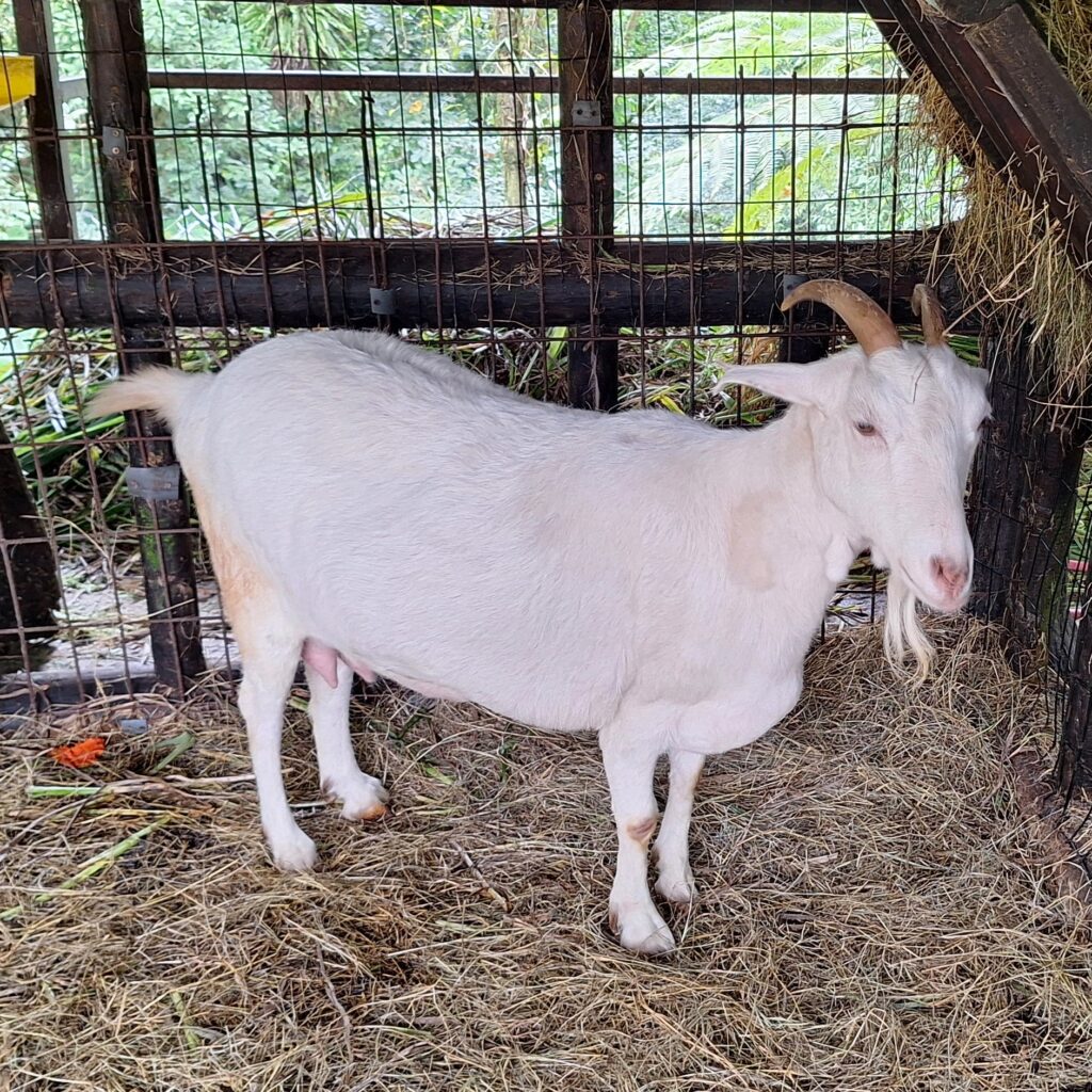 Goat at Waterfall Gardens, Costa Rica