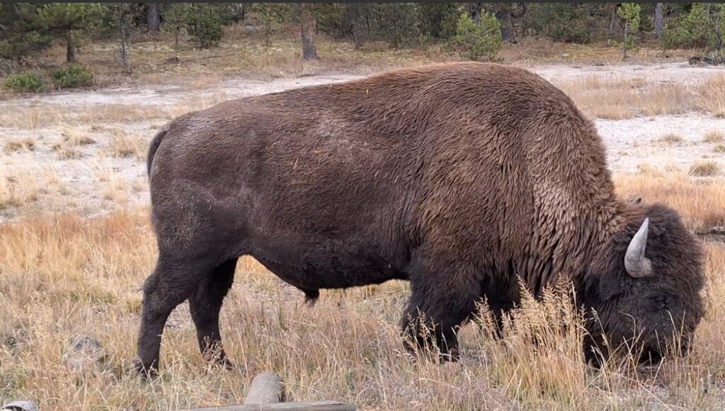 Road Trip Thru America’s First National Park